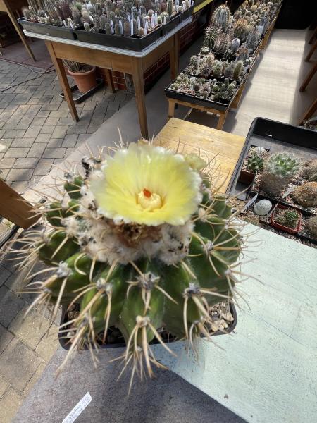Wigginsia malacocarpus